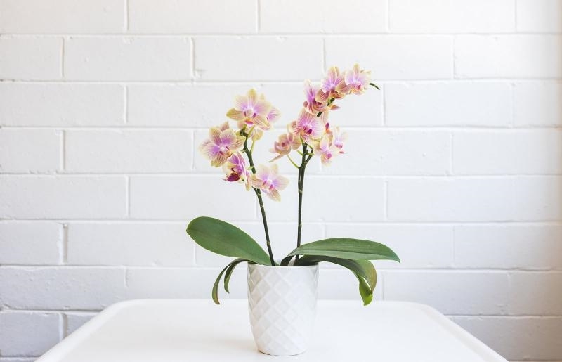 ungiftige zimmerpflanzen fuer katzen orchidee im topf