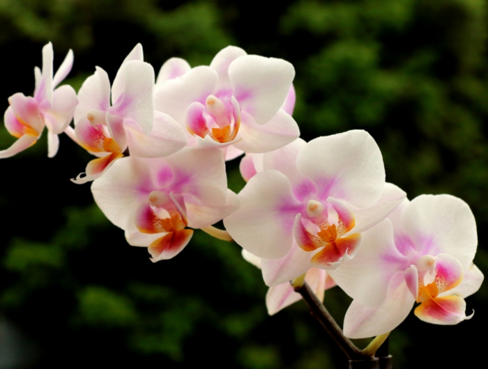 verbluehte orchideen schneiden blumen pflege infos