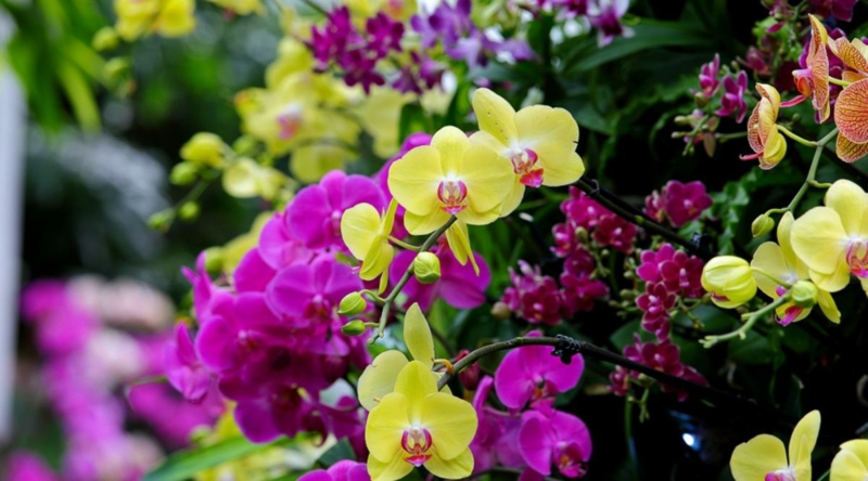 verschiedene sorten orchideen wie pflege ich orchideen nach der bluetezeit