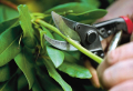 Kirschlorbeer schneiden: Experttipps zum Pflanzen, Beschneiden und Pflegen