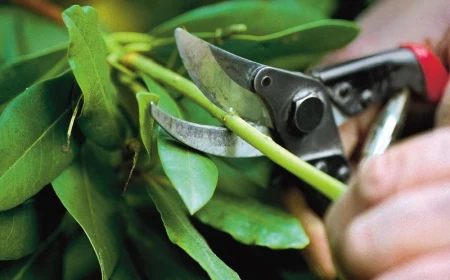 wann kirschlorbeer schneiden und wie heht es richtig gartentipps