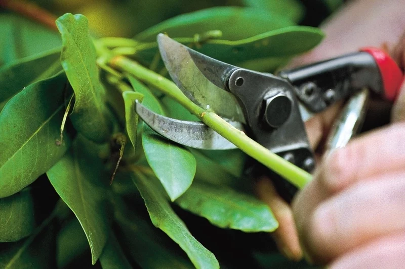 wann kirschlorbeer schneiden und wie heht es richtig gartentipps