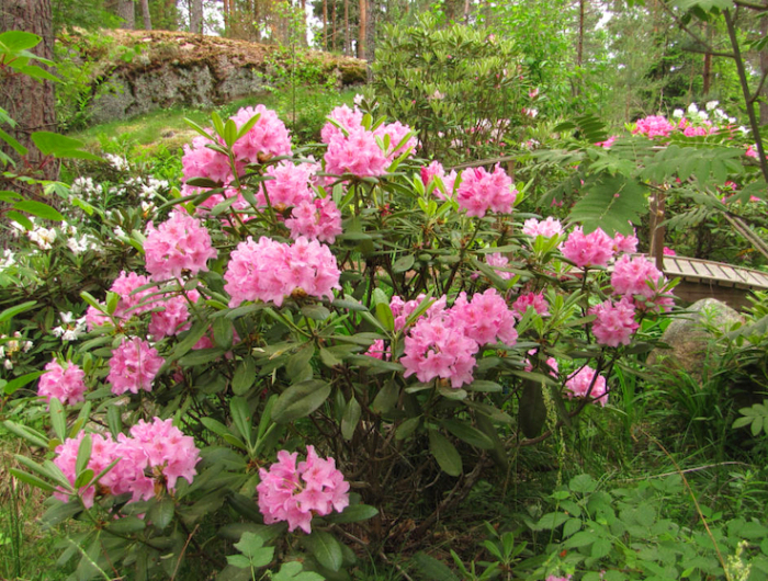 wann und wie pflegen sie richtig rhododendron schritt fuer schritt anleitung dafuer