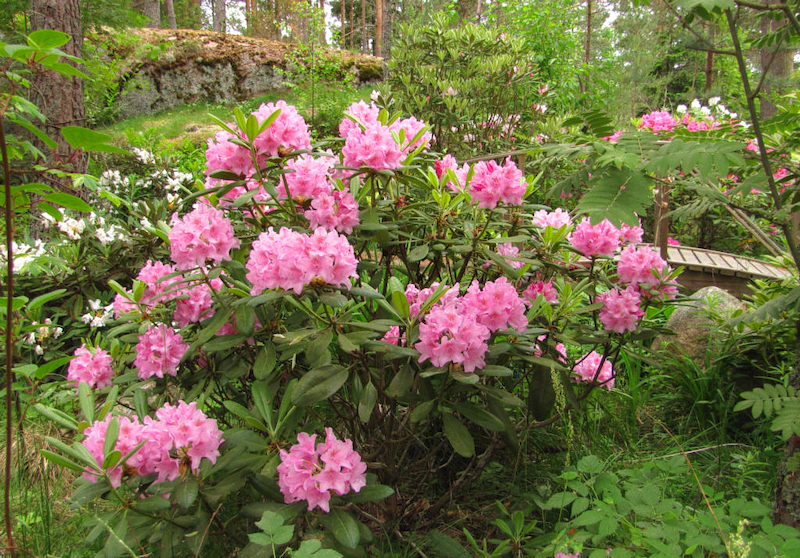 wann und wie pflegen sie richtig rhododendron schritt fuer schritt anleitung dafuer