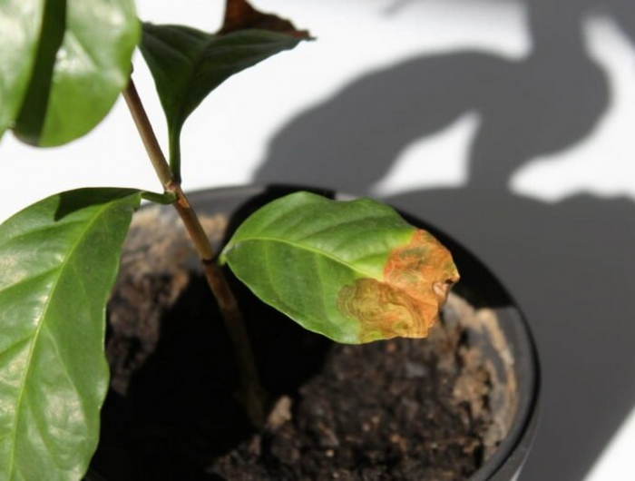 warum bekommen blaetter braune flecken kaffeepflanze mit braunen blattspitzen abschneiden