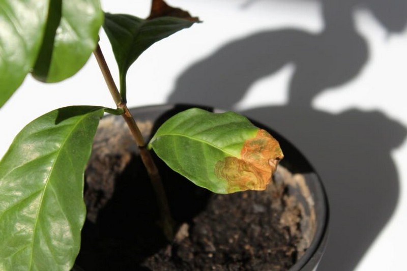 warum bekommen blaetter braune flecken kaffeepflanze mit braunen blattspitzen abschneiden