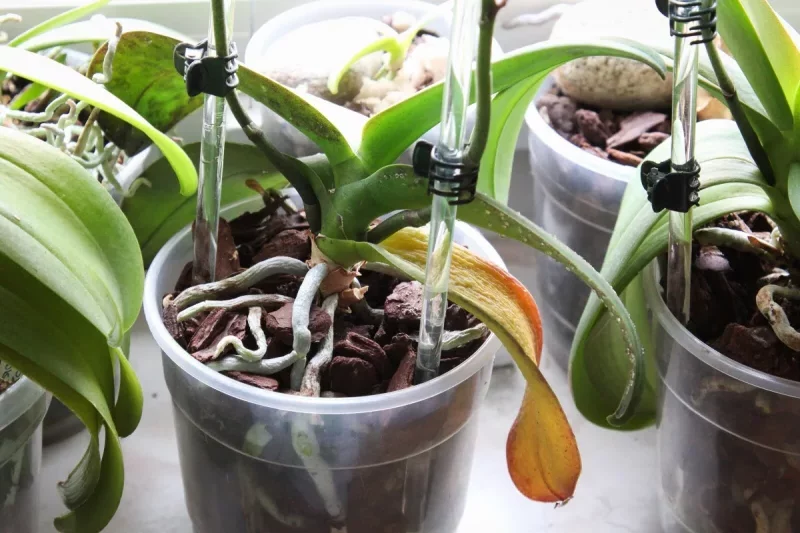 warum werden die blaetter der orchideen gelb orchideen krankheiten gelbe blaetter