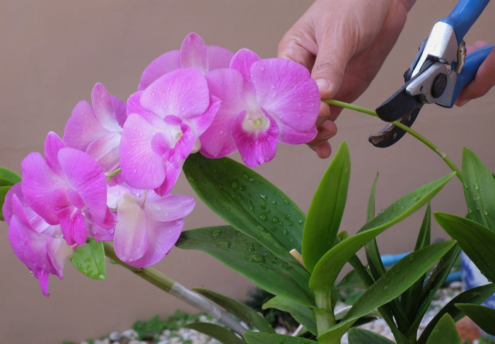 warunm haengen die blaetter meiner pflanze rosa orchidee schneiden