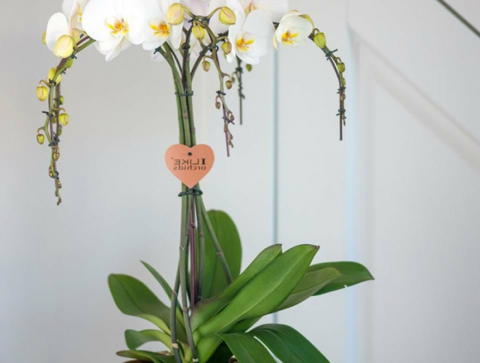 weisse blume orchideen schneiden wenn verblueht infos