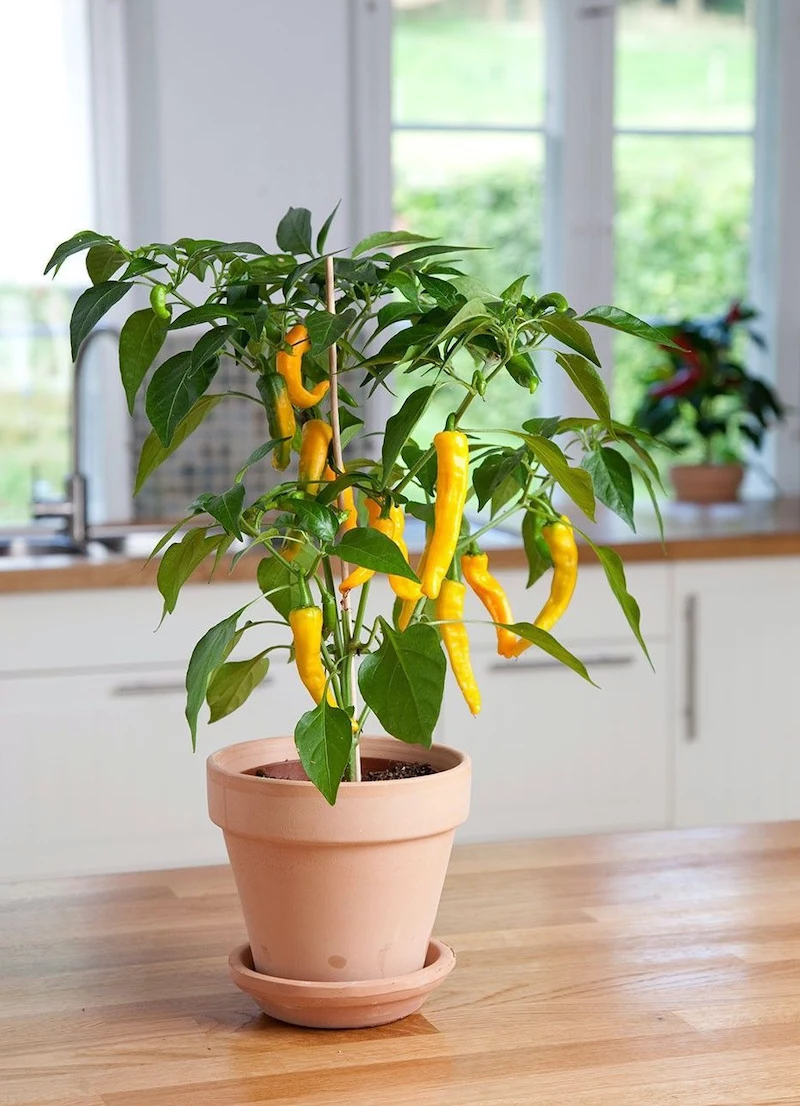 welche gemuese vertragen trockenheit blumenkasten balkon bepflanzen gelbe paprika im topf anpflanzen