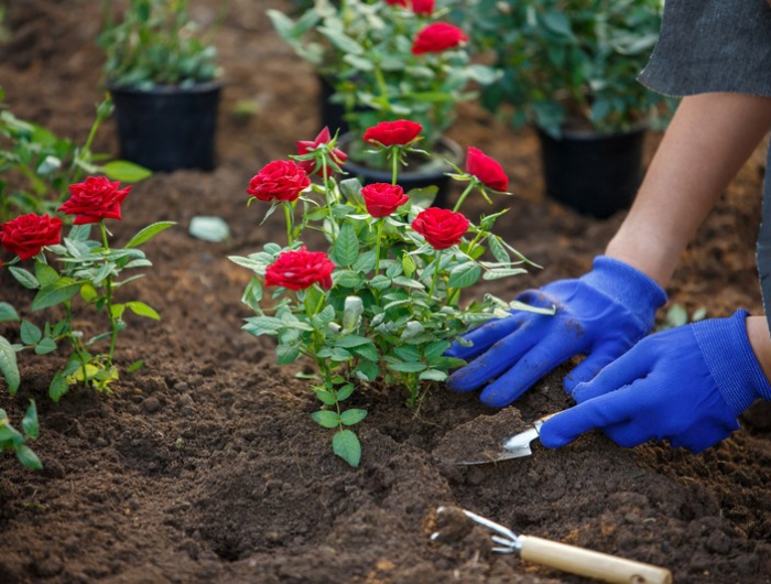 photo of hands in blue gloves of agronomist planting red roses in garden