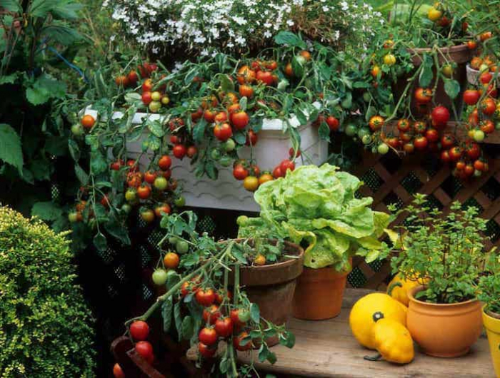 welches gemuese ist anspruchsloss tomaten auf dem balkon anpflanzen