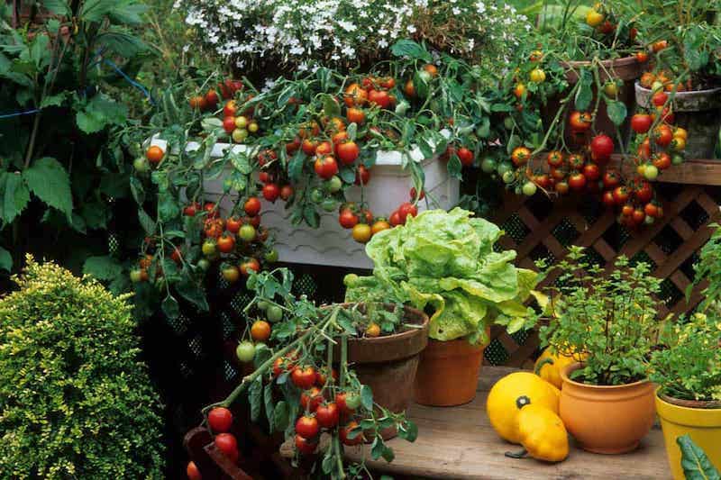 welches gemuese ist anspruchsloss tomaten auf dem balkon anpflanzen