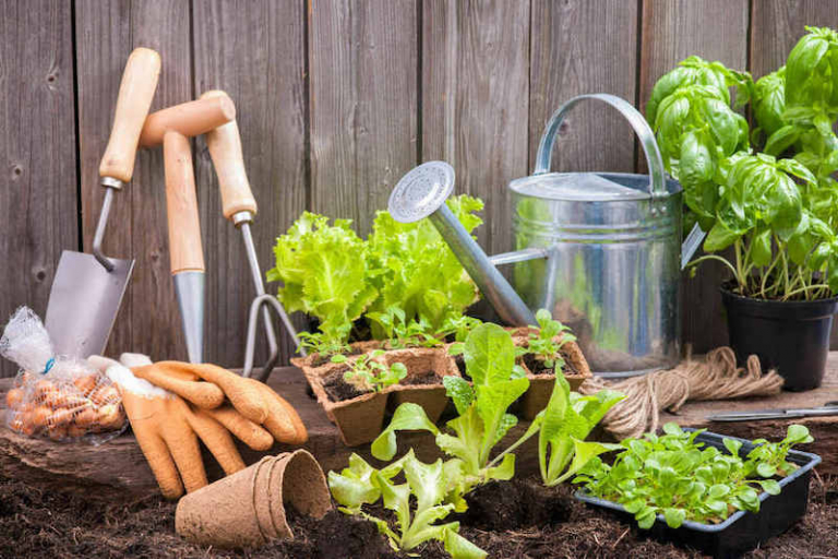 Urban Gardening Gemüse anbauen ohne Garten – frische Gemüse und Kräuter ...
