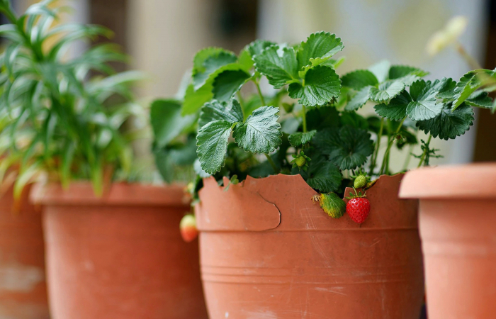welches obst braucht weniger sonne balkon bepflanzen urban gardening erdbeeren