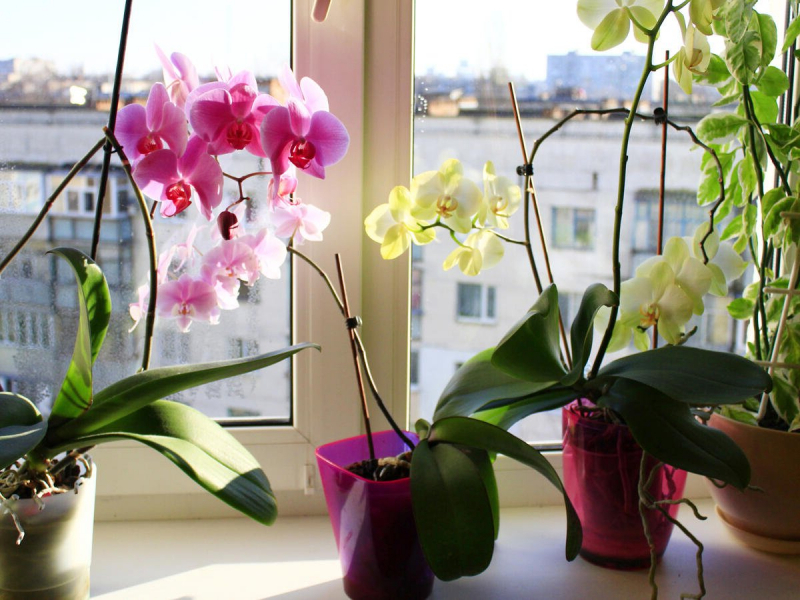 wie duengt man orchideen richtig orchideen fenster schaedlinge