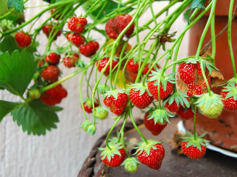 wie geht es erdbeeren auf balkon und terrasse anbauen ist sehr einfach