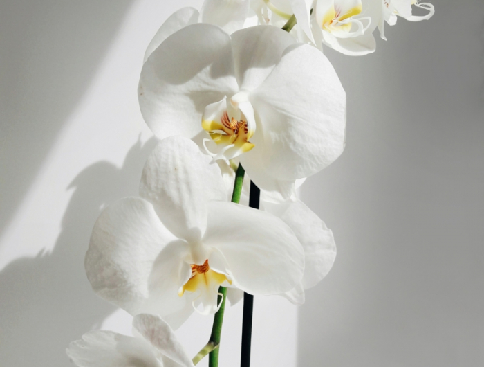 wie halte ich mein orchideen gesund orchideen verblueht pflege