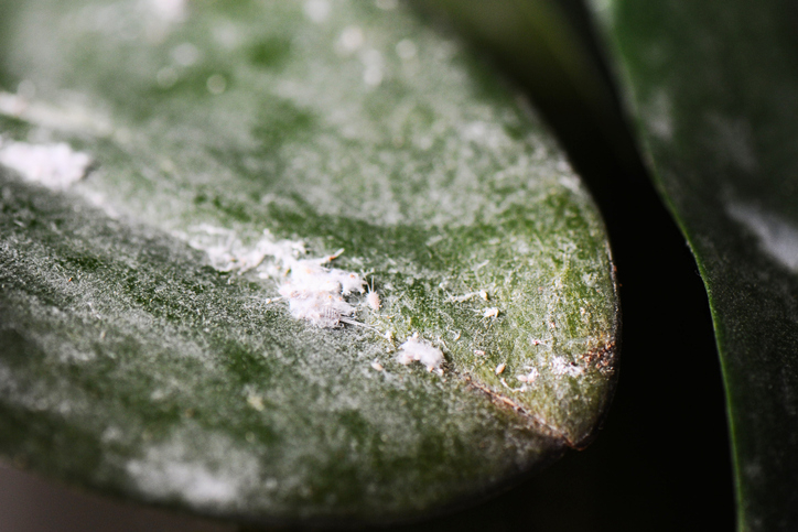 cochineal pseudococcus viburni cochenilles farineuses