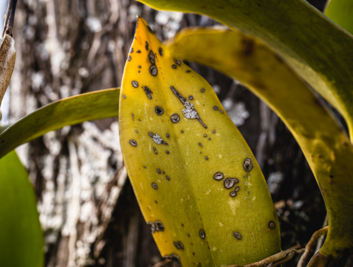 orchid leaves with black and yellow spot disease, fungi on green leaves, lichen killing plants
