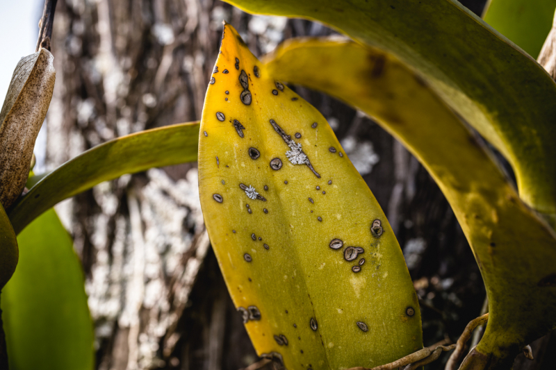orchid leaves with black and yellow spot disease, fungi on green leaves, lichen killing plants