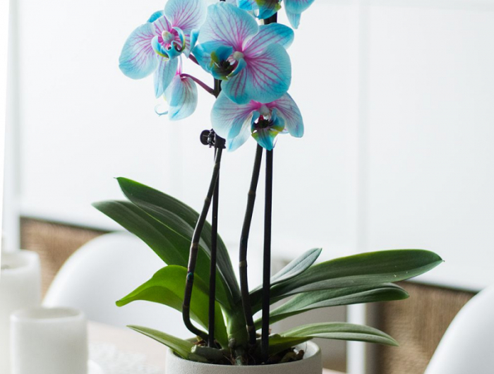 wie kann ich meine orchidee retten orchideen pflege krankheiten spinnmilben blaue orchidee