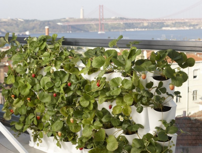 wie koennen sie einfach erdbeeren auf dem balkon pflanzen und pflegen