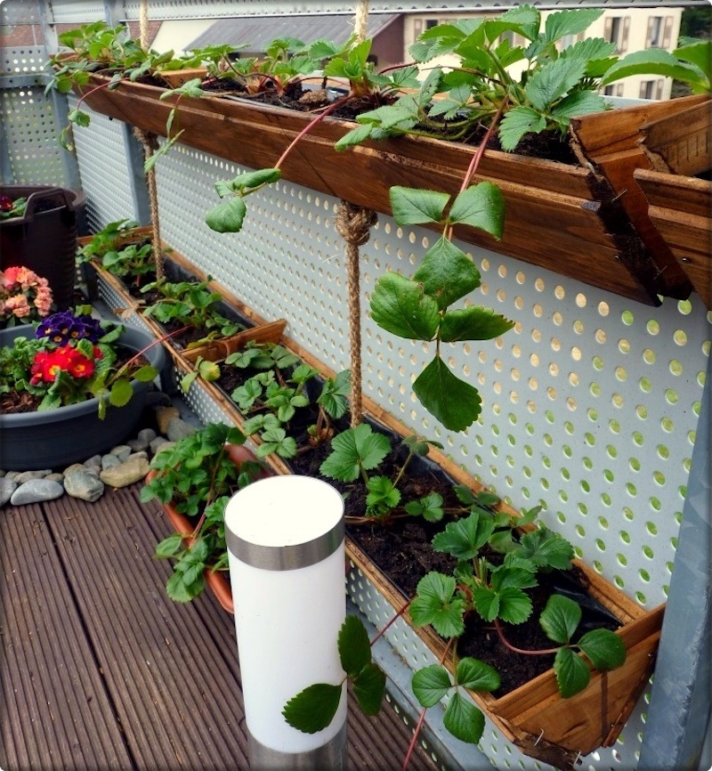 wie koennen sie walderdbeeren auf dem balkon pflegen