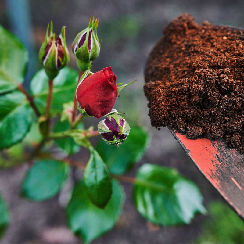 wie oft mit kaffeesatz duengen natuerlicher duenger rosen standort pflanzenduenger