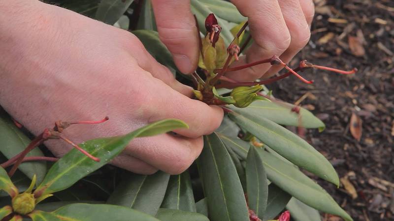 wissen sie wann muessen sie rhododendron schneiden und wie