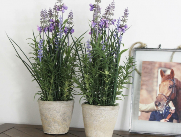 zwei lila pflanzen wie gross wird lavendel infos