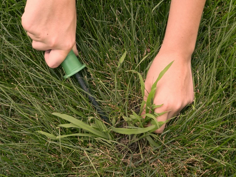 crabgrass