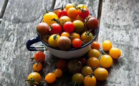 0 tomaten pflanzen auf dem balkon informationen und tipps