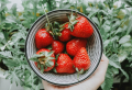 Erdbeeren anbauen und richtig pflegen