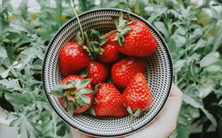 0 wann soll man erdbeeren anbauen informationen und tipps