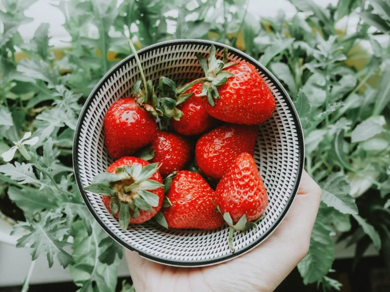 0 wann soll man erdbeeren anbauen informationen und tipps