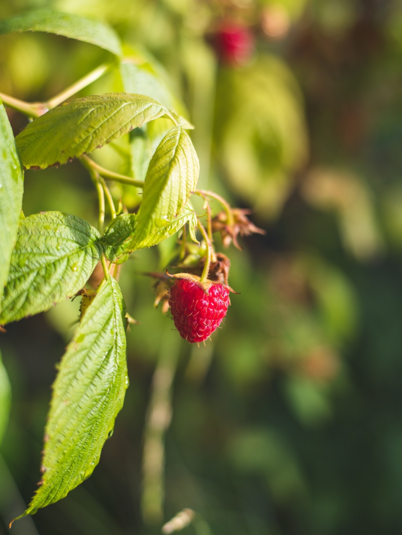 1 himbeeren schädlinger tipps und infos