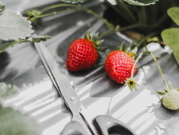 1 wann pflanzt man erdbeeren tipps und pflege infos