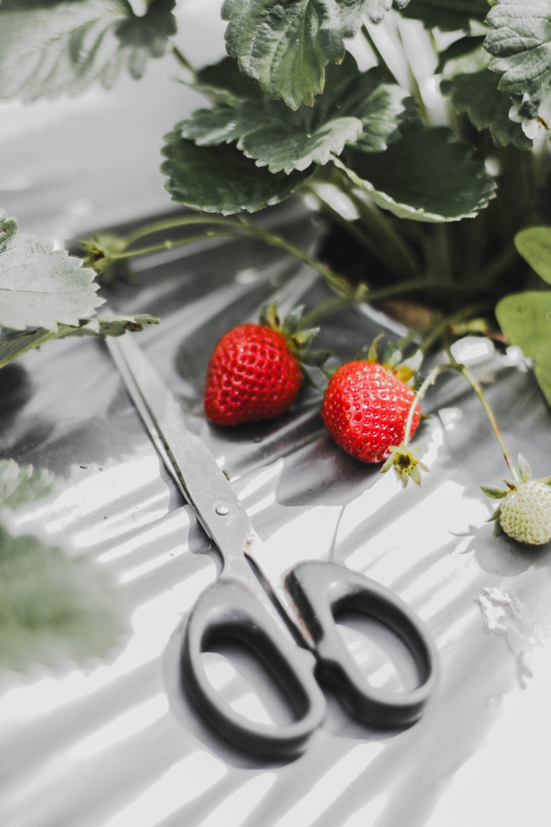 1 wann pflanzt man erdbeeren tipps und pflege infos 