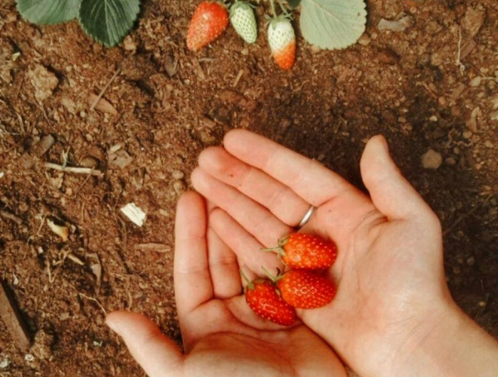 1 wann pflanzt man erdbeeren tipps und pflege infos