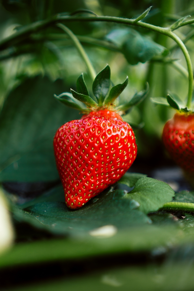 10 garten pflanzen pflege erdbeeren selber ziehen