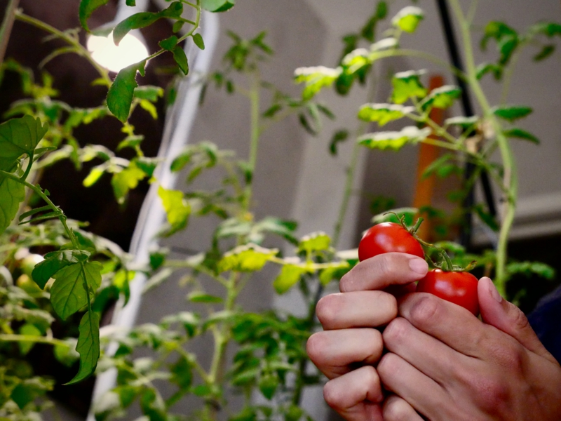 10 selber tomaten im topf pflanzen infos und tipps