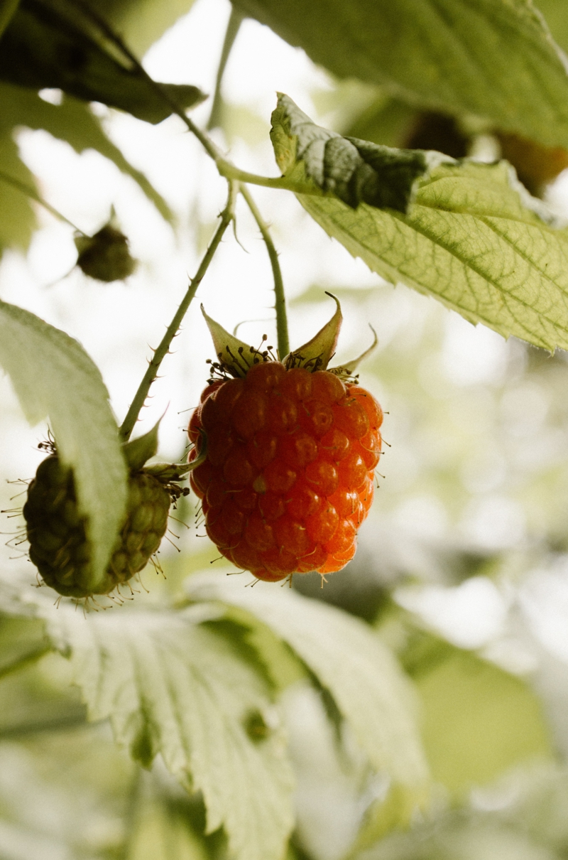 2 garten beeren pflegen infos himbeeren umpflanzen