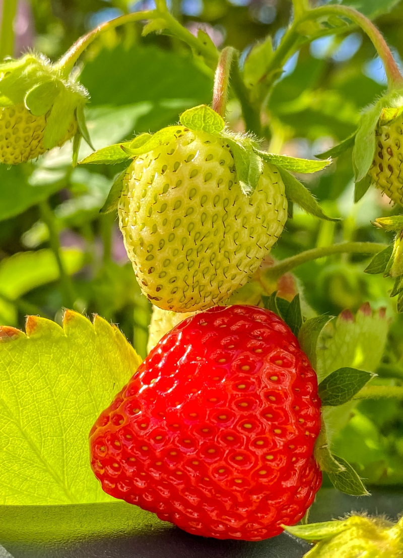 2 hilfreiche tipps für die erdbeeren pflege
