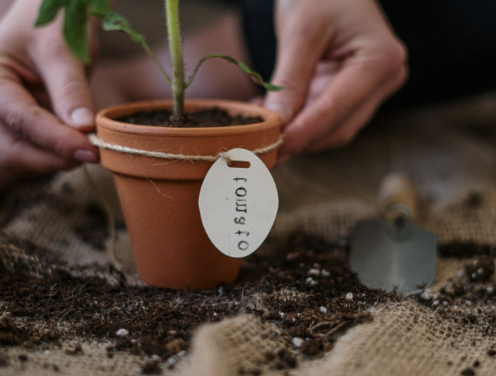 So können Sie selber Tomaten im Topf pflanzen