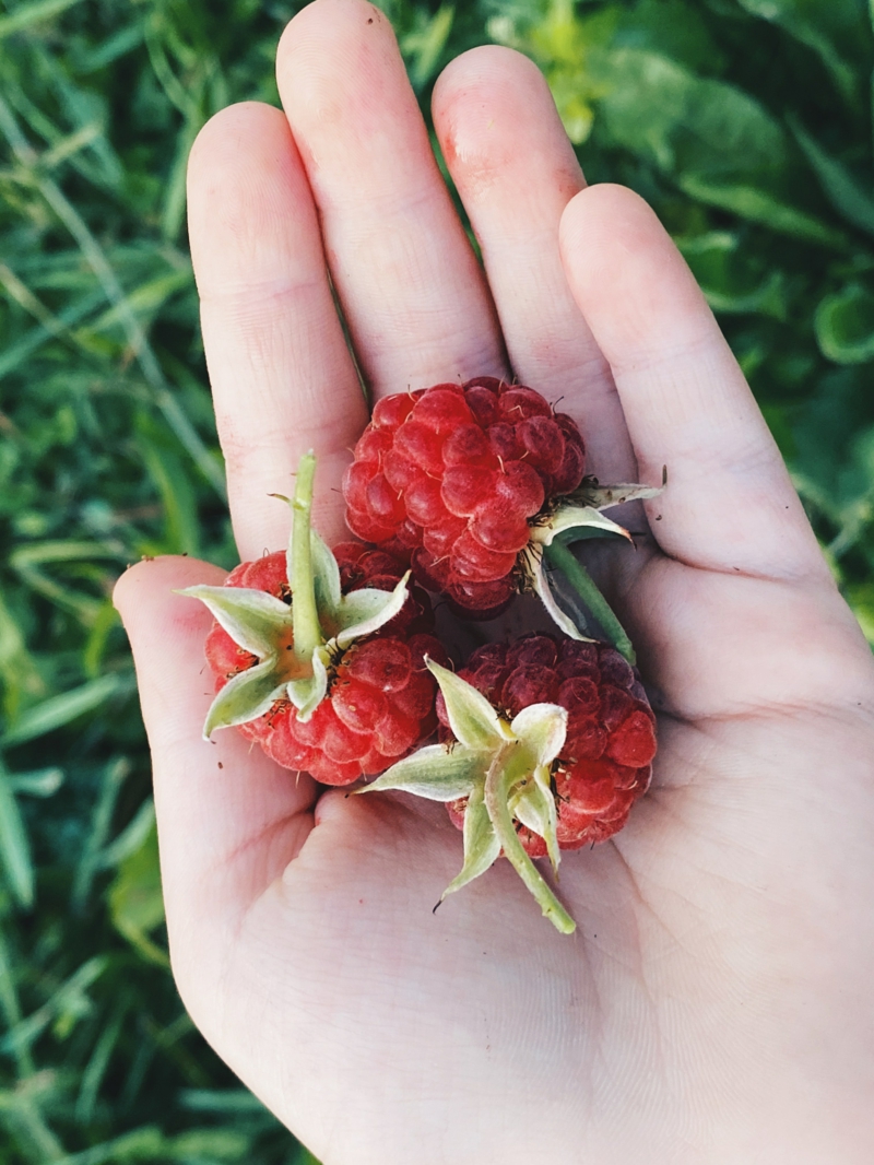 3 wann himbeeren einpflanzen wichtige infos und tipps