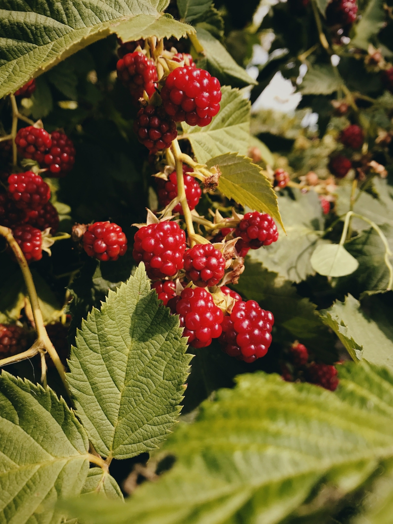 4 garten pflege himbeerbeet anlegen infos tipps