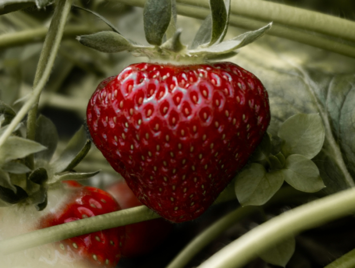 4 leckere erdbeeren pflanzen wann und wie pflege tipps
