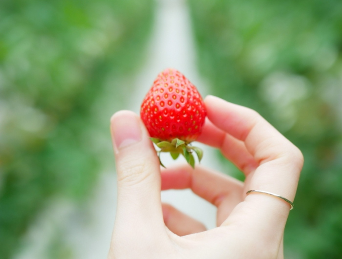 5 wann erdbeeren pflanzen die perfekte zeit