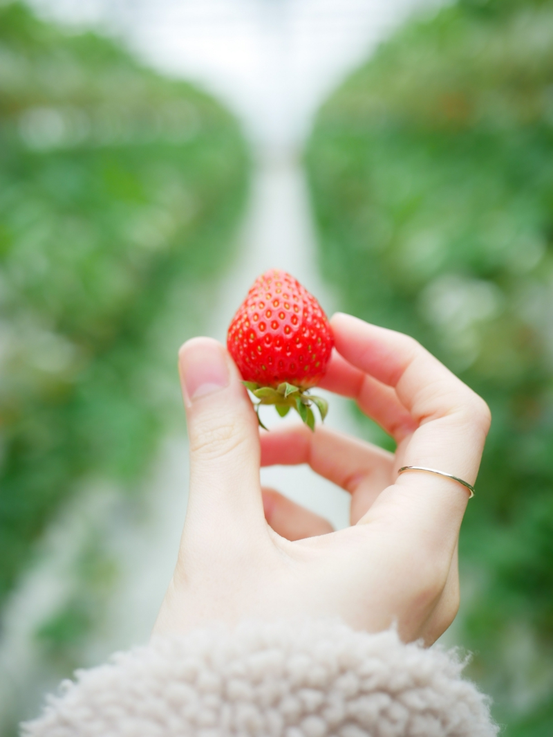 5 wann erdbeeren pflanzen die perfekte zeit